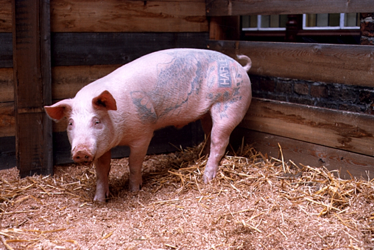 Zaun schärfen in Dunkel-Deutschland oder Das tätowierte Schwein ohne Sonnenschein